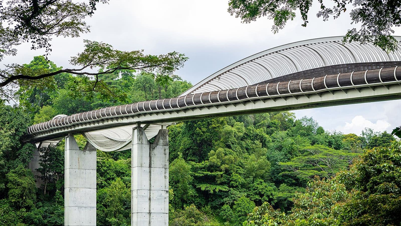 The Henderson Waves bridge through the treetops